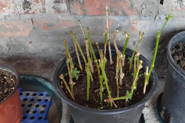 扦插枝条怎样防止烂根,选择在春秋两季时进行