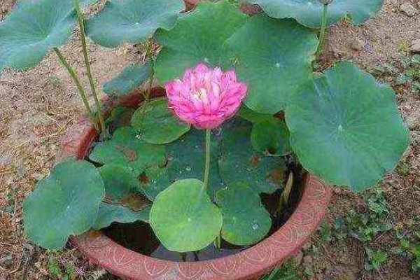 家养荷花叶子烂了怎么处理,需要及时对荷花进行修剪