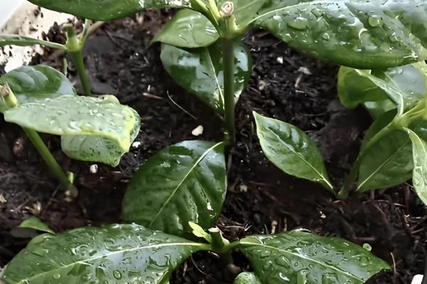 扦插枝条怎样防止烂根,选择在春秋两季时进行