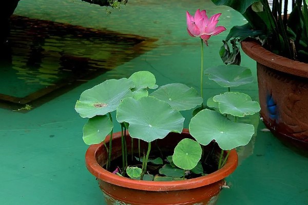 家养荷花叶子烂了怎么处理,需要及时对荷花进行修剪