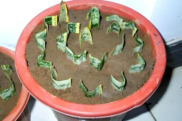 扦插枝条怎样防止烂根,选择在春秋两季时进行