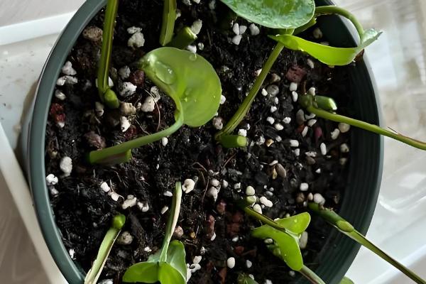 扦插枝条怎样防止烂根,选择在春秋两季时进行