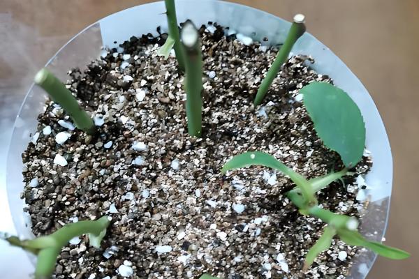 扦插枝条怎样防止烂根,选择在春秋两季时进行