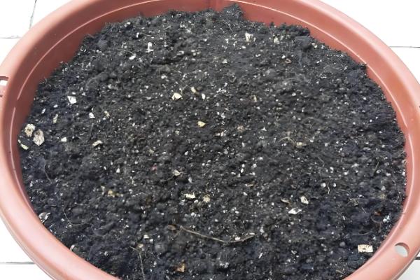 扦插枝条怎样防止烂根,选择在春秋两季时进行