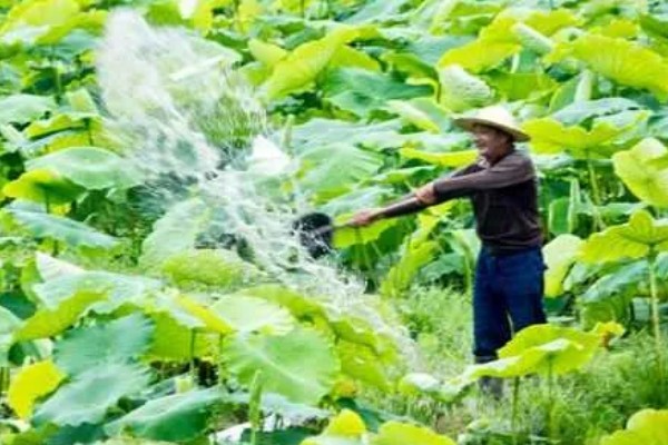 家养荷花叶子烂了怎么处理,需要及时对荷花进行修剪