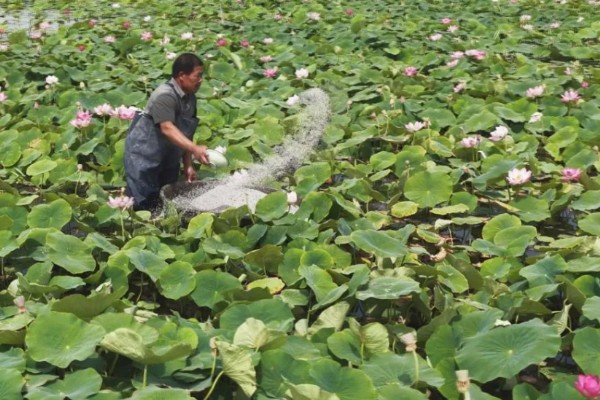 家养荷花叶子烂了怎么处理,需要及时对荷花进行修剪