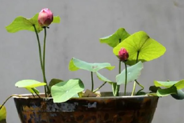 家养荷花叶子烂了怎么处理,需要及时对荷花进行修剪