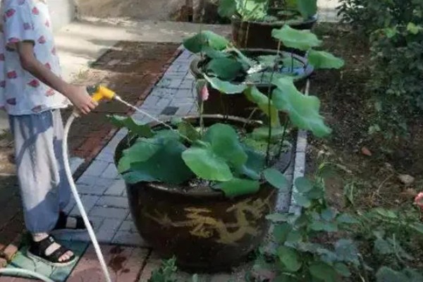 家养荷花叶子烂了怎么处理,需要及时对荷花进行修剪