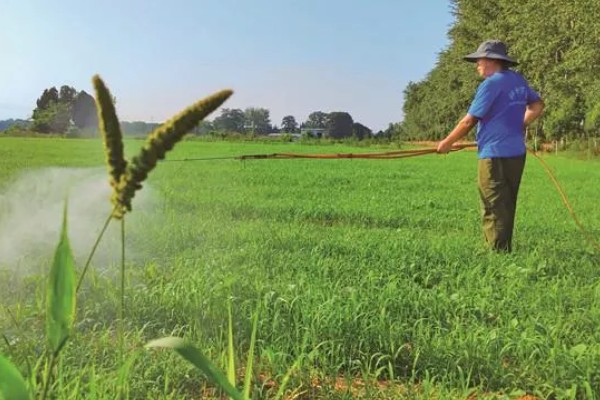 一斤谷子可以打多少米，能打0.7斤米左右