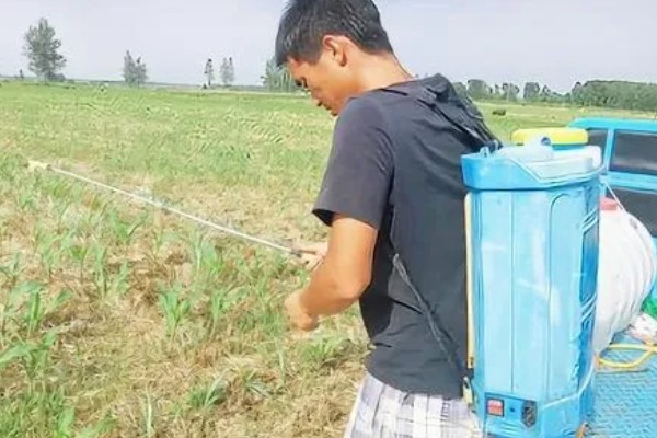 一斤谷子可以打多少米，能打0.7斤米左右