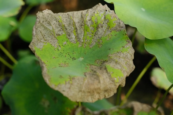 家养荷花叶子烂了怎么处理,需要及时对荷花进行修剪