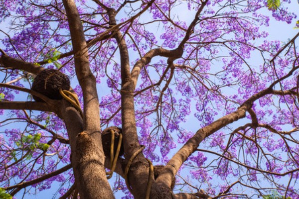 什么树可以开紫色花，蓝花楹树可以开出淡蓝紫色的花朵