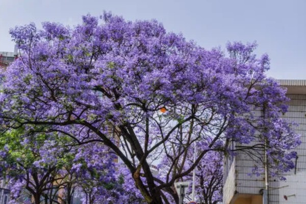 什么树可以开紫色花，蓝花楹树可以开出淡蓝紫色的花朵