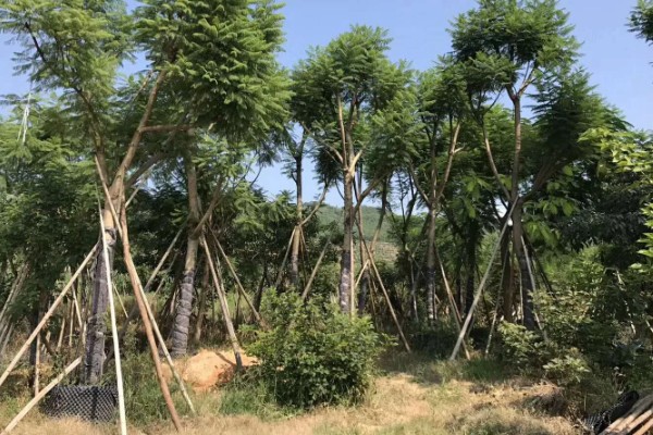 什么树可以开紫色花，蓝花楹树可以开出淡蓝紫色的花朵