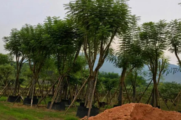 什么树可以开紫色花，蓝花楹树可以开出淡蓝紫色的花朵