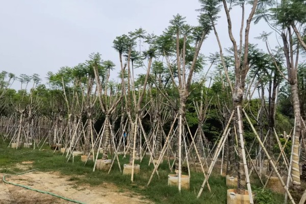 什么树可以开紫色花，蓝花楹树可以开出淡蓝紫色的花朵