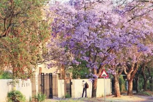 什么树可以开紫色花，蓝花楹树可以开出淡蓝紫色的花朵