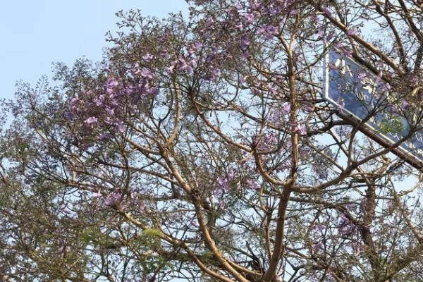 什么树可以开紫色花，蓝花楹树可以开出淡蓝紫色的花朵