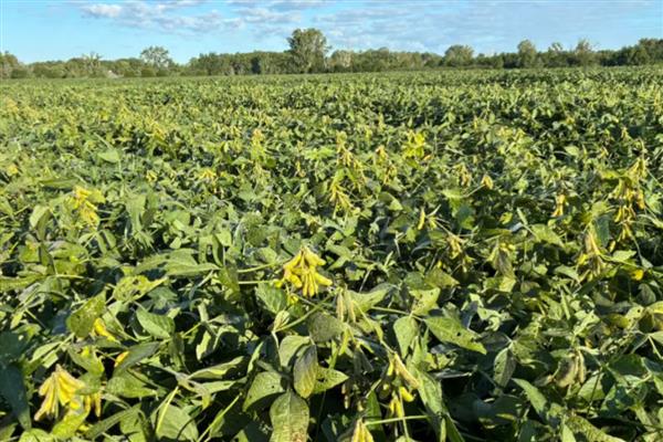 东升6大豆品种简介，生育期平均120天左右