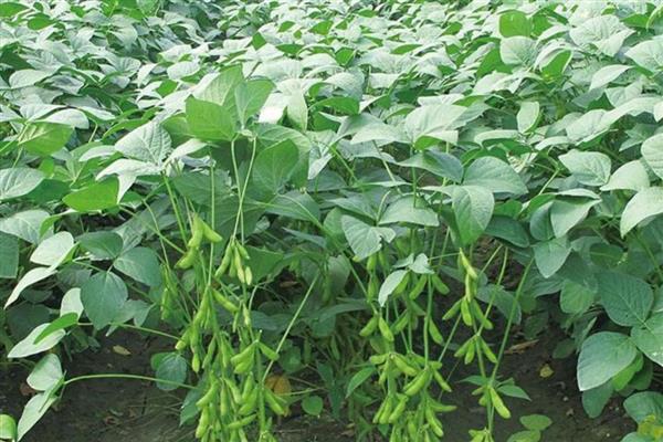 东升6大豆品种简介，生育期平均120天左右