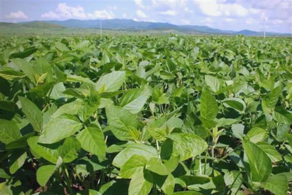 东升6大豆品种简介，生育期平均120天左右