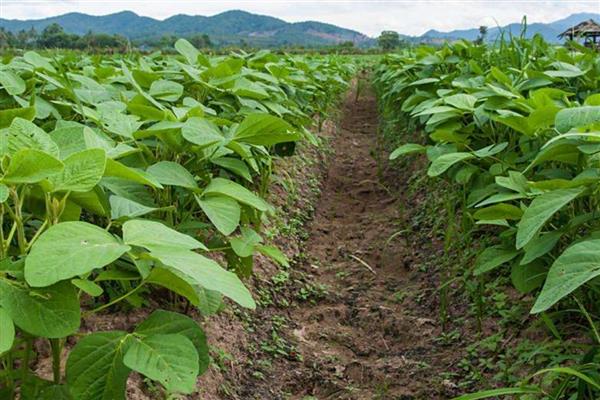 东升6大豆品种简介，生育期平均120天左右