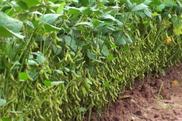 东升6大豆品种简介，生育期平均120天左右