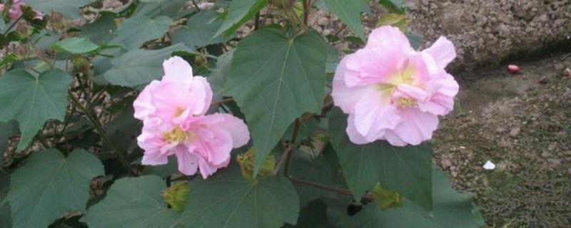 芙蓉花如何修剪，春季生长较为迅速可以适当的修剪