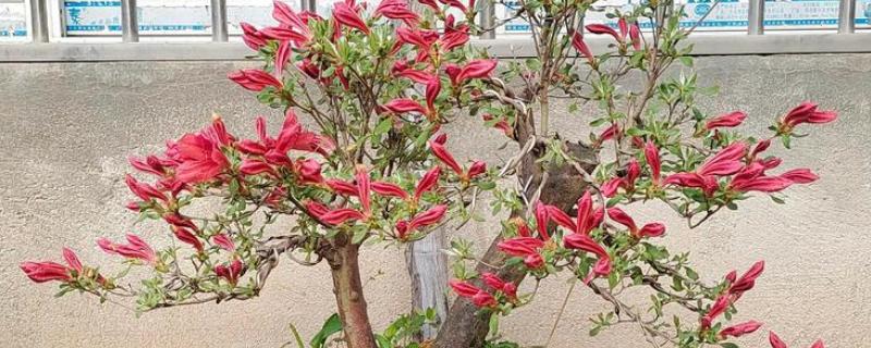 让映山红快速生根的方法，涂抹生根粉再种植