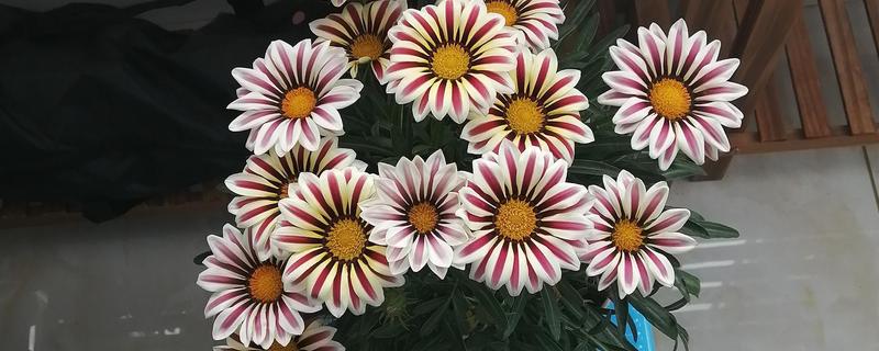 勋章花的养殖方法，养在通风明亮处可以促进开花