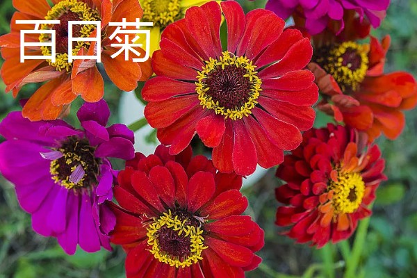 哪些花卉的花语代表老师，常见向日葵、康乃馨等品种