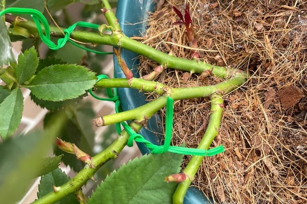 月季花压枝过多长时间会生根，条件适宜时仅需20天左右