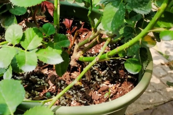 月季花压枝过多长时间会生根，条件适宜时仅需20天左右