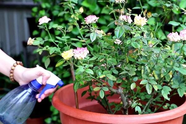 月季花压枝过多长时间会生根，条件适宜时仅需20天左右