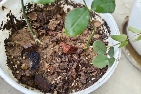 月季花压枝过多长时间会生根，条件适宜时仅需20天左右