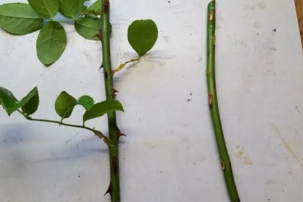 月季花压枝过多长时间会生根，条件适宜时仅需20天左右