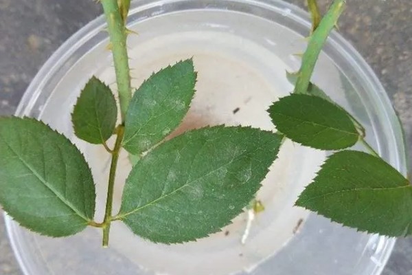 月季花压枝过多长时间会生根，条件适宜时仅需20天左右