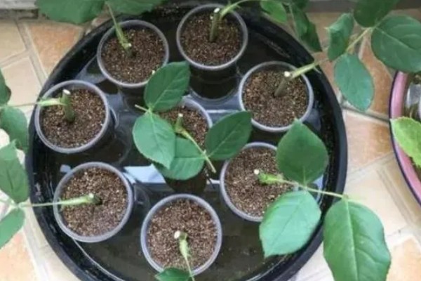 月季花压枝过多长时间会生根，条件适宜时仅需20天左右