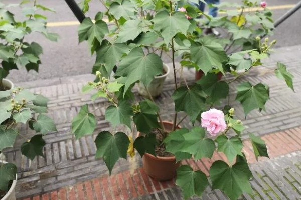 芙蓉花如何修剪，春季生长较为迅速可以适当的修剪