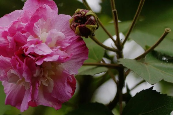 芙蓉花如何修剪，春季生长较为迅速可以适当的修剪