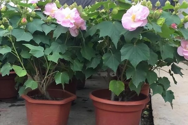 芙蓉花如何修剪，春季生长较为迅速可以适当的修剪
