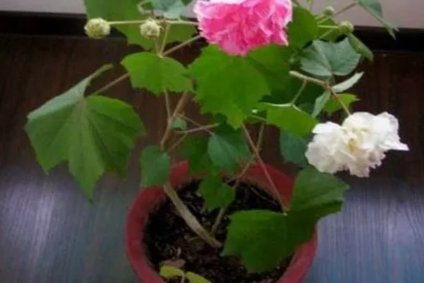 芙蓉花如何修剪，春季生长较为迅速可以适当的修剪
