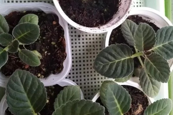 芙蓉花如何修剪，春季生长较为迅速可以适当的修剪