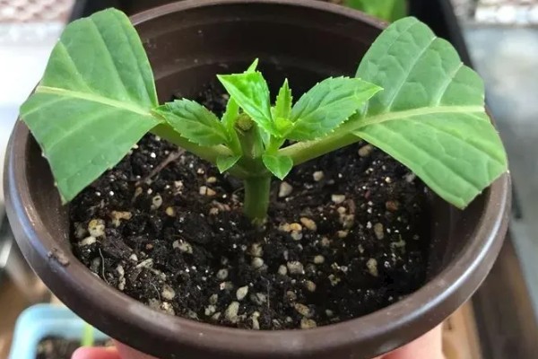 芙蓉花如何修剪，春季生长较为迅速可以适当的修剪