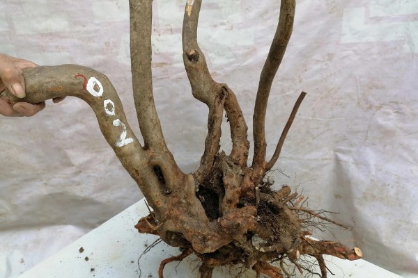 让映山红快速生根的方法，涂抹生根粉再种植