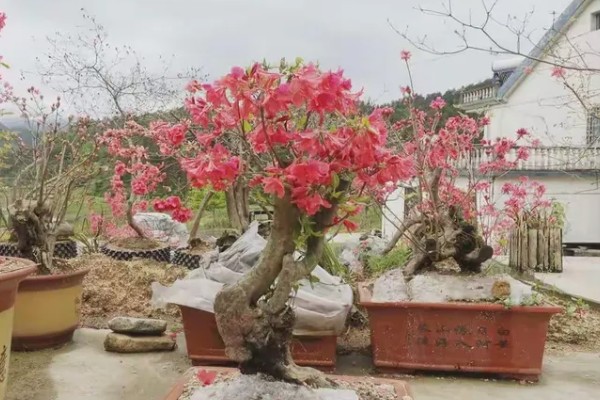 让映山红快速生根的方法，涂抹生根粉再种植