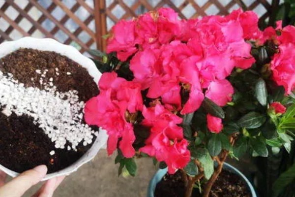 让映山红快速生根的方法，涂抹生根粉再种植