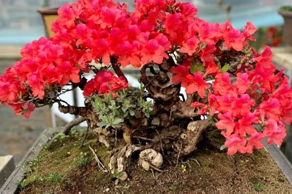 让映山红快速生根的方法，涂抹生根粉再种植