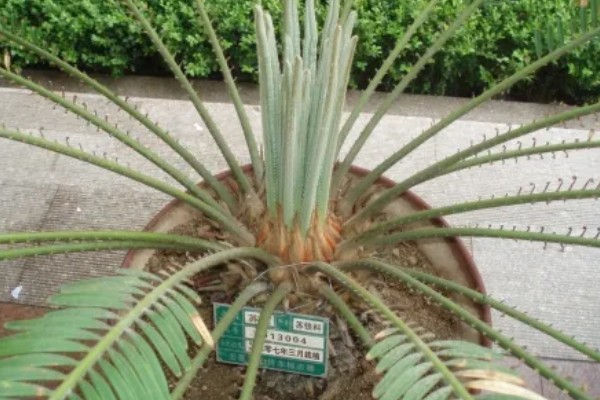 铁树中间的黄色是什么，是花朵