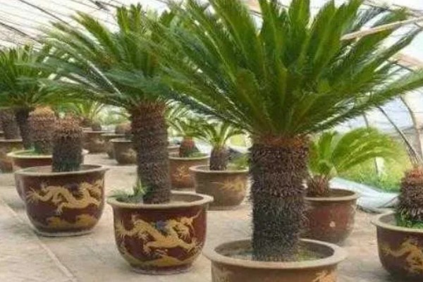 铁树中间的黄色是什么，是花朵